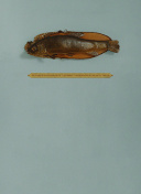 斗羅大陸184集